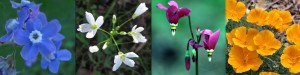 Wildflowers: Hound's Tounge, Milkmaid, Shooting Star and California Poppy